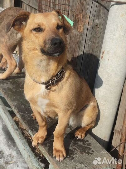 Маленькая собака в квартиру (чуть больше Таксы)