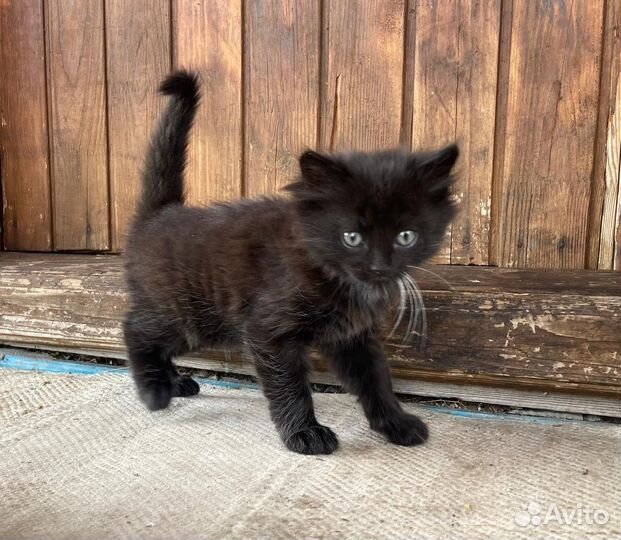 Котята