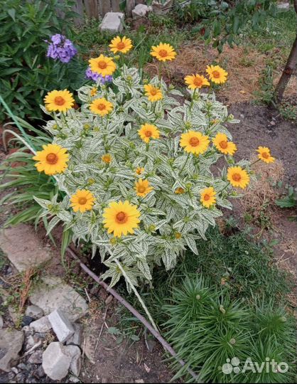 Рассада цветов