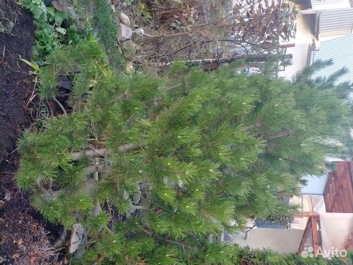 Сосна горная высота3.5 м