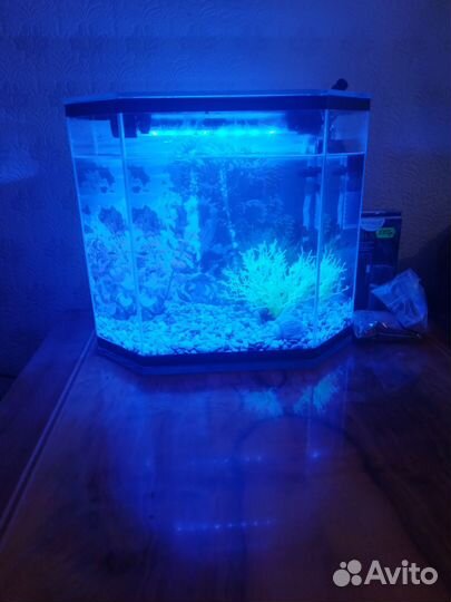 Аквариум
