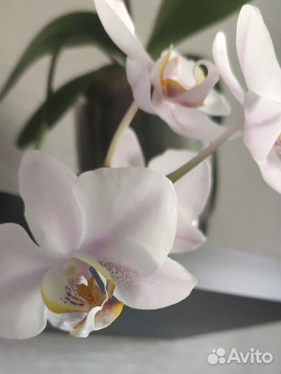 Орхидея фаленопсис