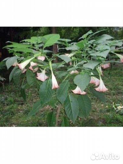 Бругмансия