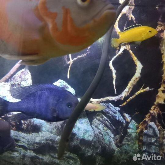 Аквариум с тумбой 250