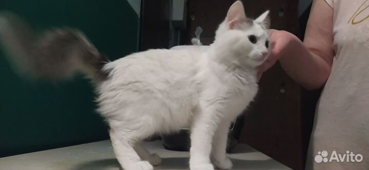 Котик в добрые руки
