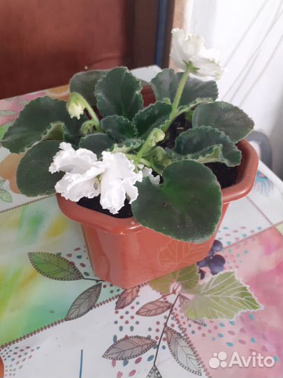 Комнатные цветы