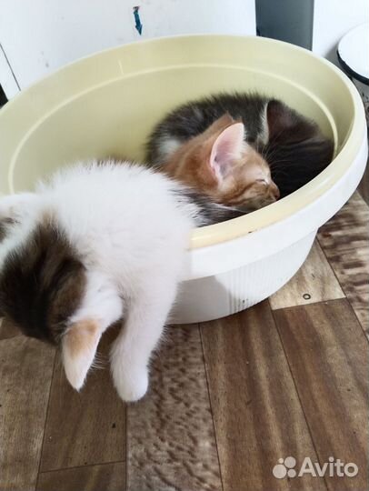 Котята в добрые руки 1 месяц