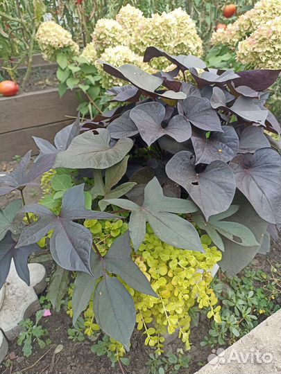 Дихондра, вербейник