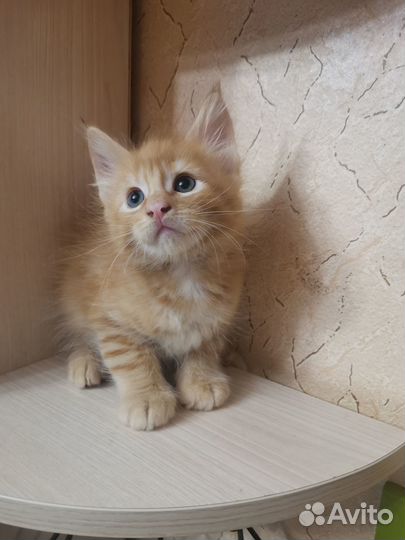 Котята мейн-кун