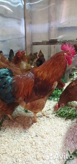 Куры несушки суточные и подрощенные