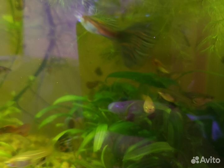 Аквариумные рыбки