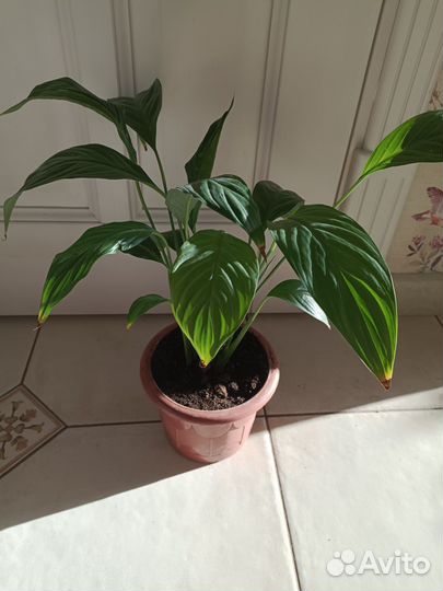 Спатифиллум