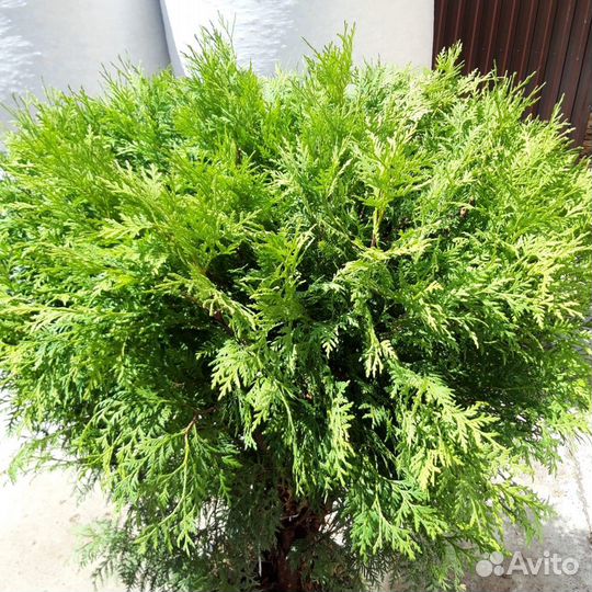 Хвойные растения