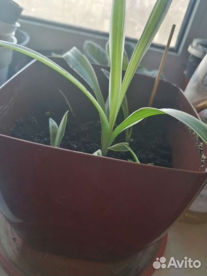 Хлорофитум