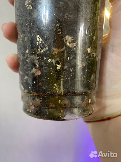 Сингониум милк конфетти