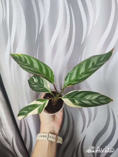 Строманта Оппенгейма триколор