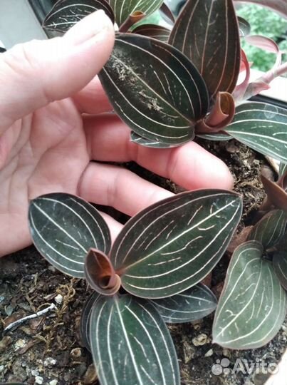 Орхидея лудизия драгоценная/ цветы комнатные