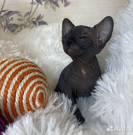 Канадский сфинкс котенок девочка