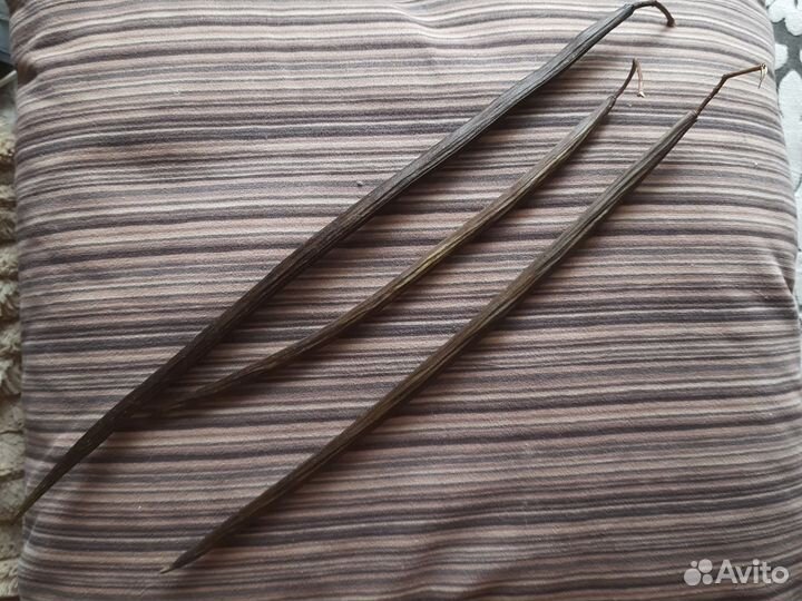 Семена катальпы