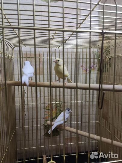 Кенара и канарейки