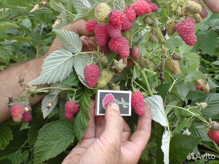 Саженцы малины И малинового дерева