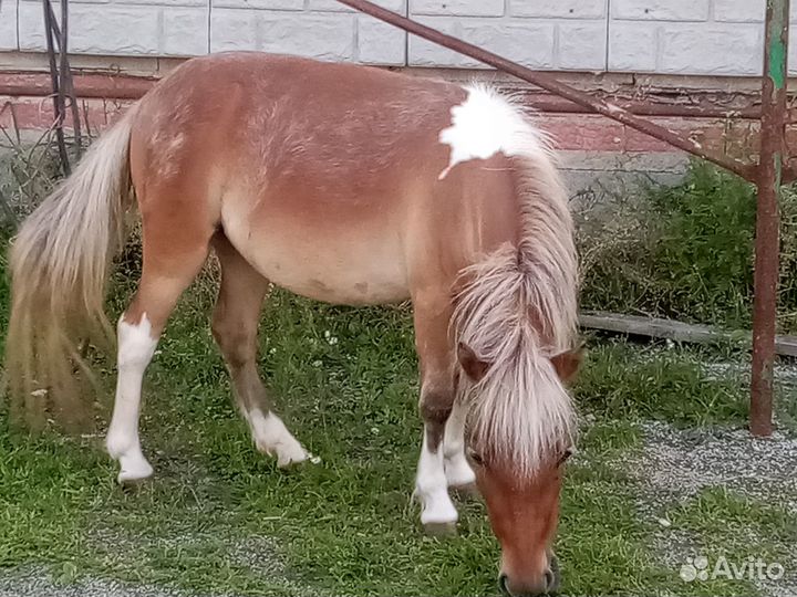 Пони аппалуза