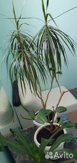 Комнатные растения