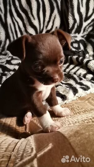 Щенки чихуахуа