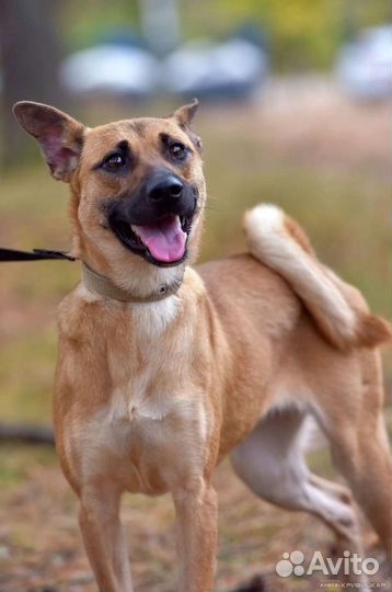 Ищет дом красавица Злата