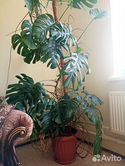 Комнатные домашние растения