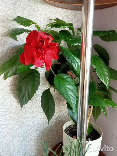 Комнатные и клумбовые цветы