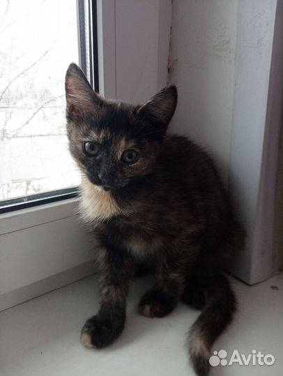 Кошка