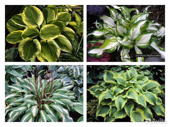 Хосты сортовые