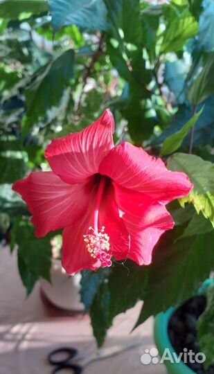 Гибискус вариегатный (пестролистный)