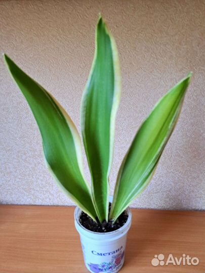 Сансевиерия лауренти
