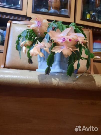 Цветок декабрист