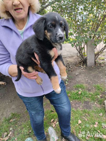 Собака в добрые руки щенок