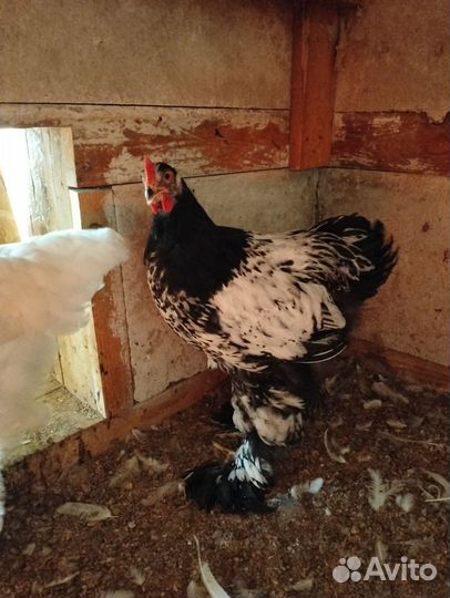 Петухи брама и Кохинхина