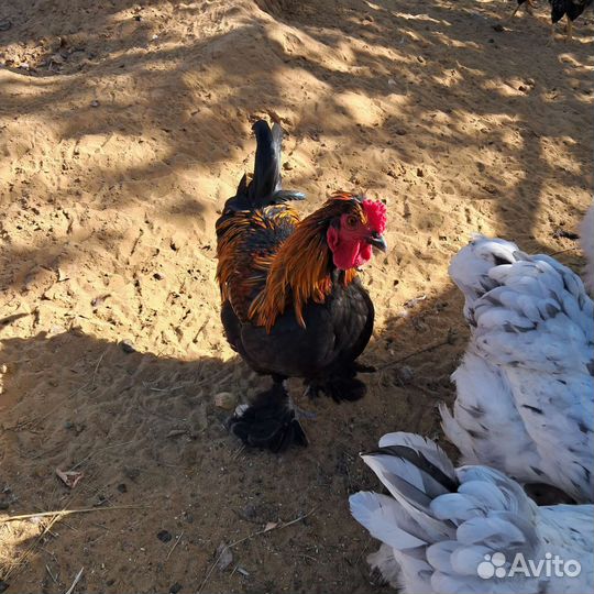 Молодые петухи