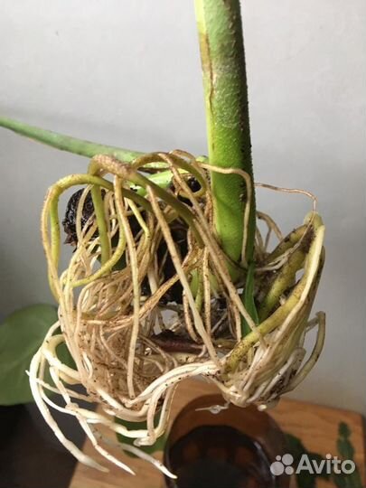 Монстеры 3 сорта гигант отростки