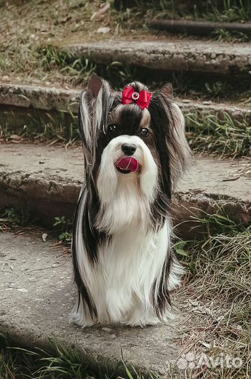 Вязка Бивер Терьер