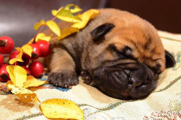 Щенки бульмастифа