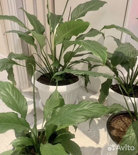 Спатифиллум в подарок