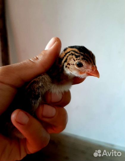 Цыплята цесарки