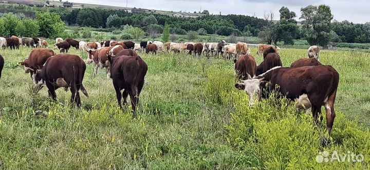 Телята бычки