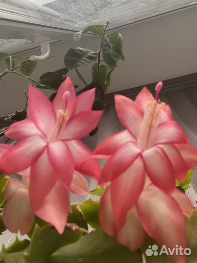 Декабрист шлюмбергера