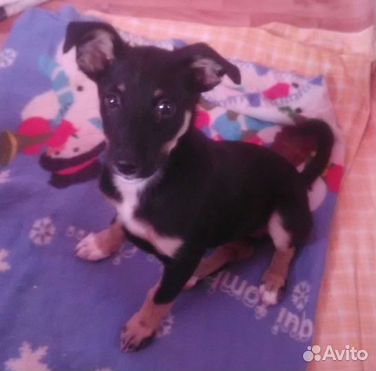 Щенок в добрые руки бесплатно маленькая порода