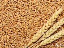 Ячмень зерно пшеница рожь кукуруза