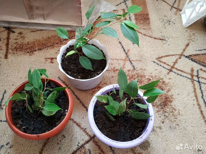 Отводок Бенжамина и кактус,каланхоя