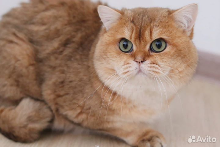 Британский кот